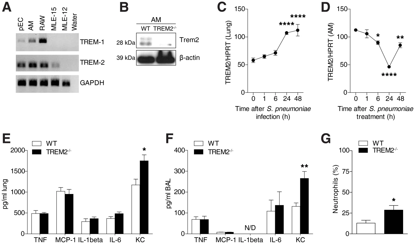 Pulmonary TREM-2 expression and function during <i>S. pneumoniae</i> induced inflammation.