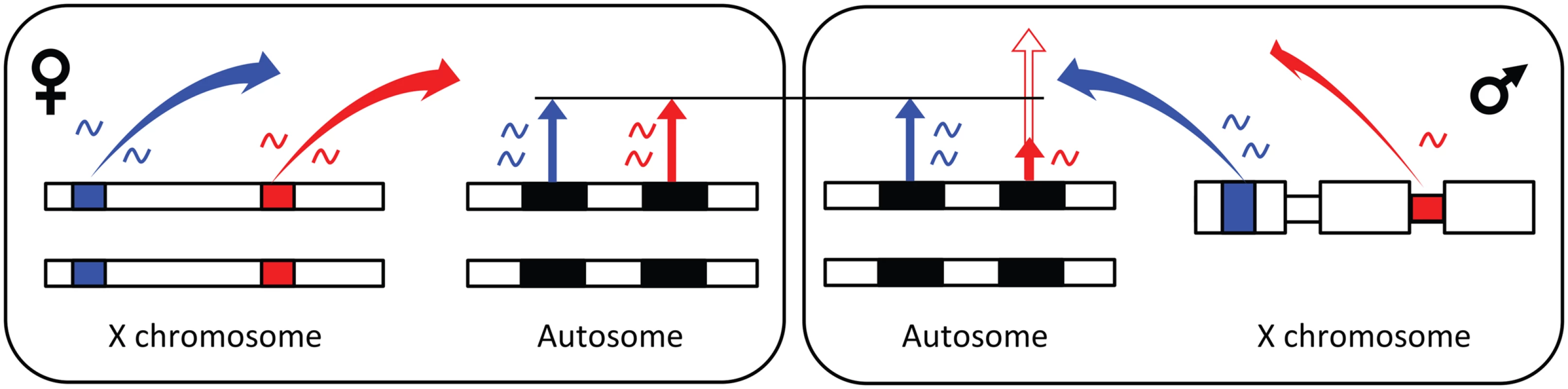 Model for X-linked <i>trans</i>-regulation of sex-biased gene expression.