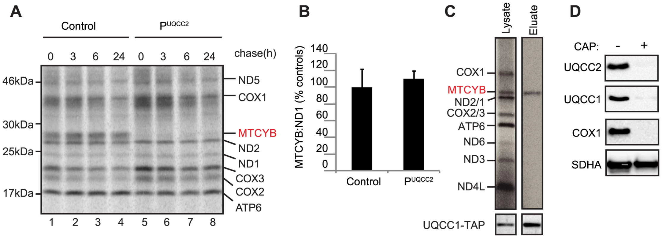 UQCC2 and UQCC1 are involved in cytochrome <i>b</i> translation and/or stability.