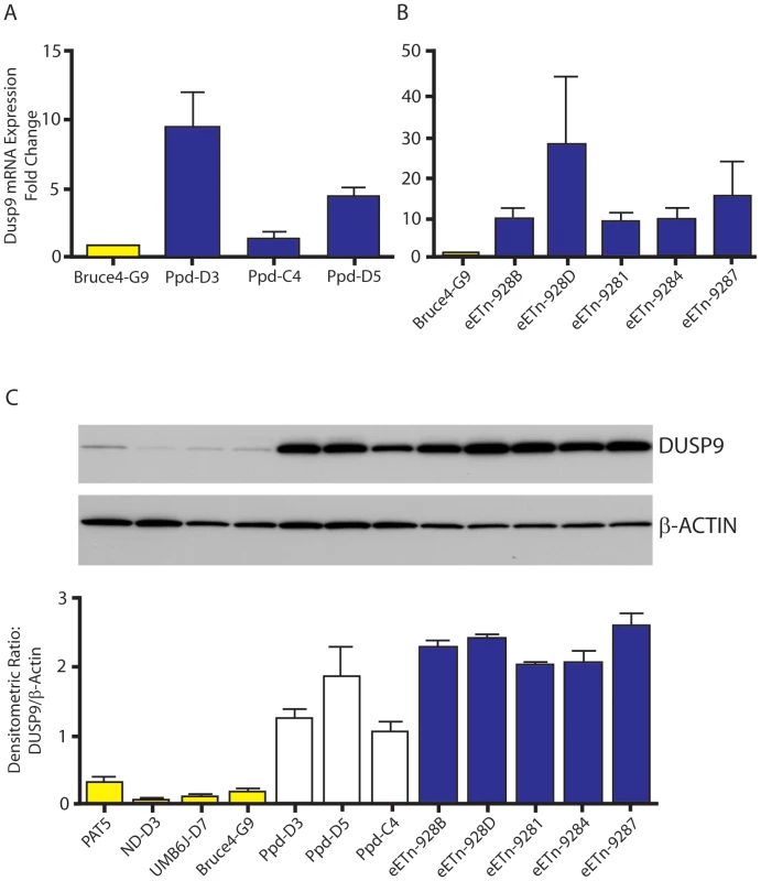 <i>Dusp9</i> mRNA and protein are increased in mutant ES cells.