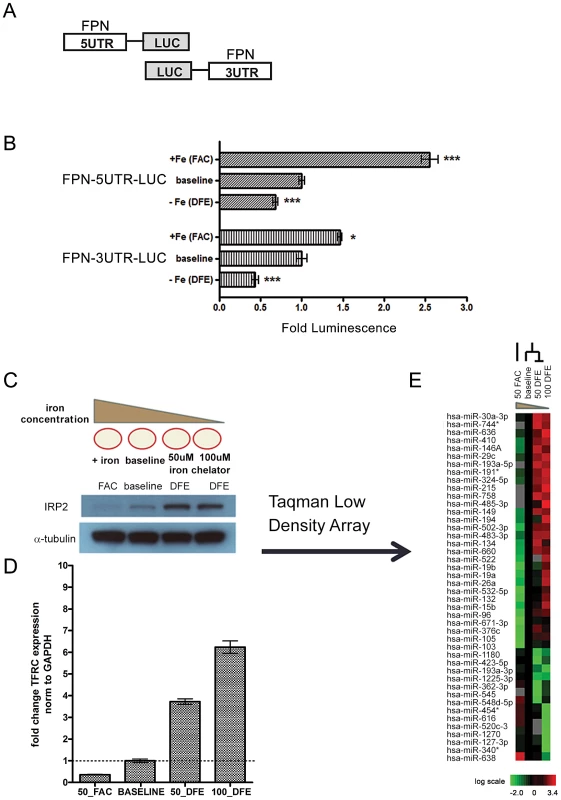 Ferroportin is post-transcriptionally regulated by elements within both the 5′ and 3′ UTRs in response to altered cellular iron concentration.