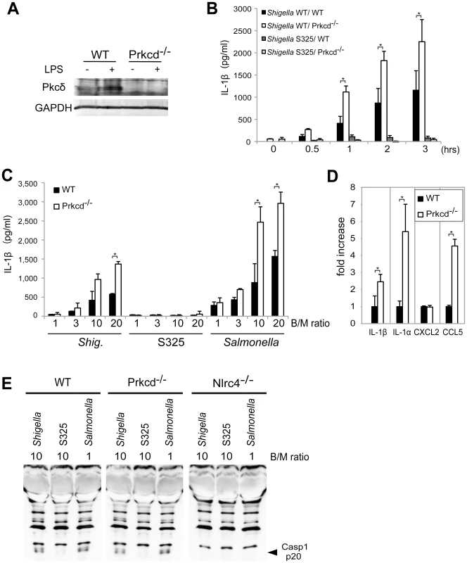 Pkcδ is not required for inflammasome activation caused by <i>Shigella</i> infection.