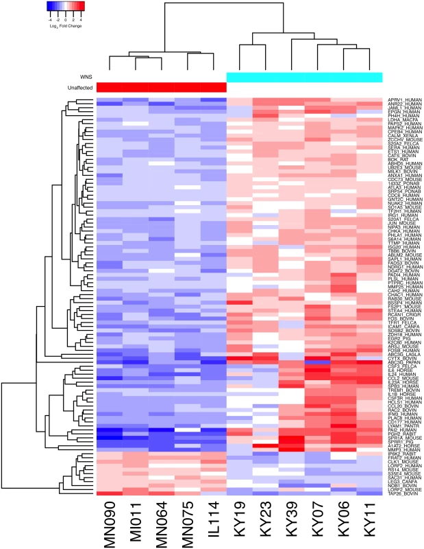 Global transcriptional analysis of WNS-affected and unaffected bats by RNA-Seq.