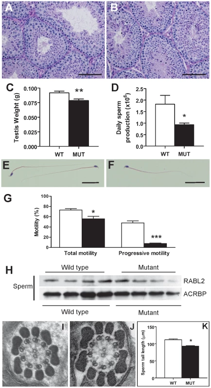 The sterility phenotype observed in <i>Rabl2<sup>Mot/Mot</sup></i> males.