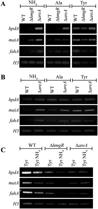 AreA negatively regulates expression of tyrosine catabolism genes.