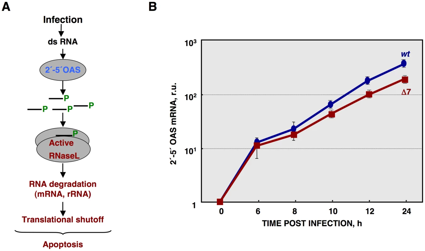 Quantification of 2′-5′OAS expression during rTGEV infection.
