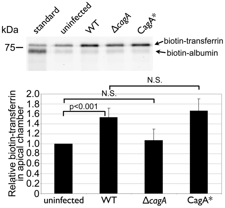 <i>Hp</i> colonization of the cell surface leads to transferrin transcytosis.