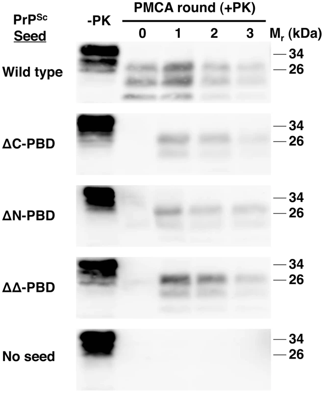 ΔPBD PrP<sup>Sc</sup> molecules seeding wild-type brain homogenate sPMCA reactions.