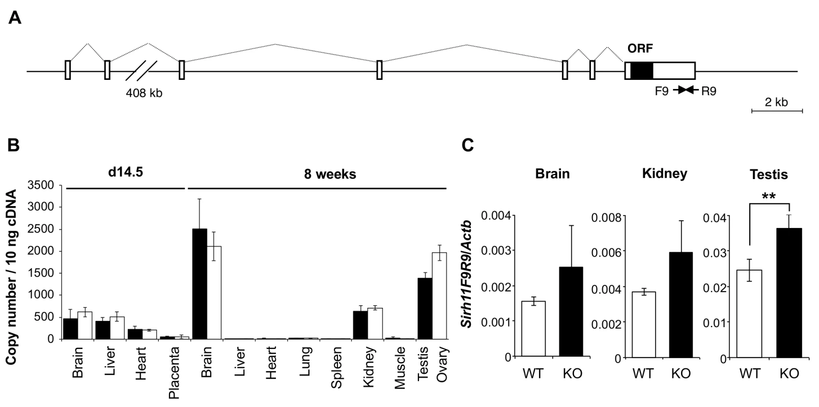 Expression profile of mouse <i>Sirh11/Zcchc16</i> mRNA.