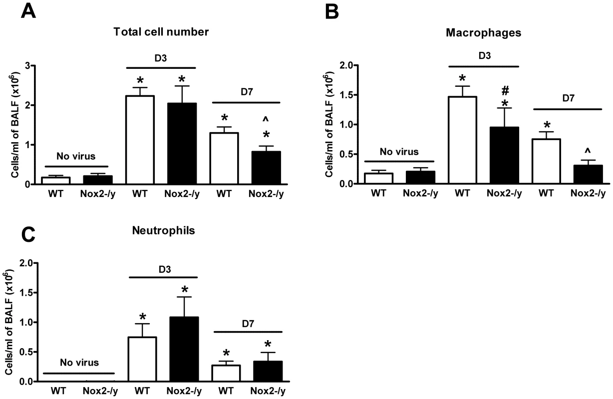 Effect of H3N2 (X-31) influenza A virus infection on BALF cellularity in wild type (WT) and Nox2<sup>−/y</sup> mice.