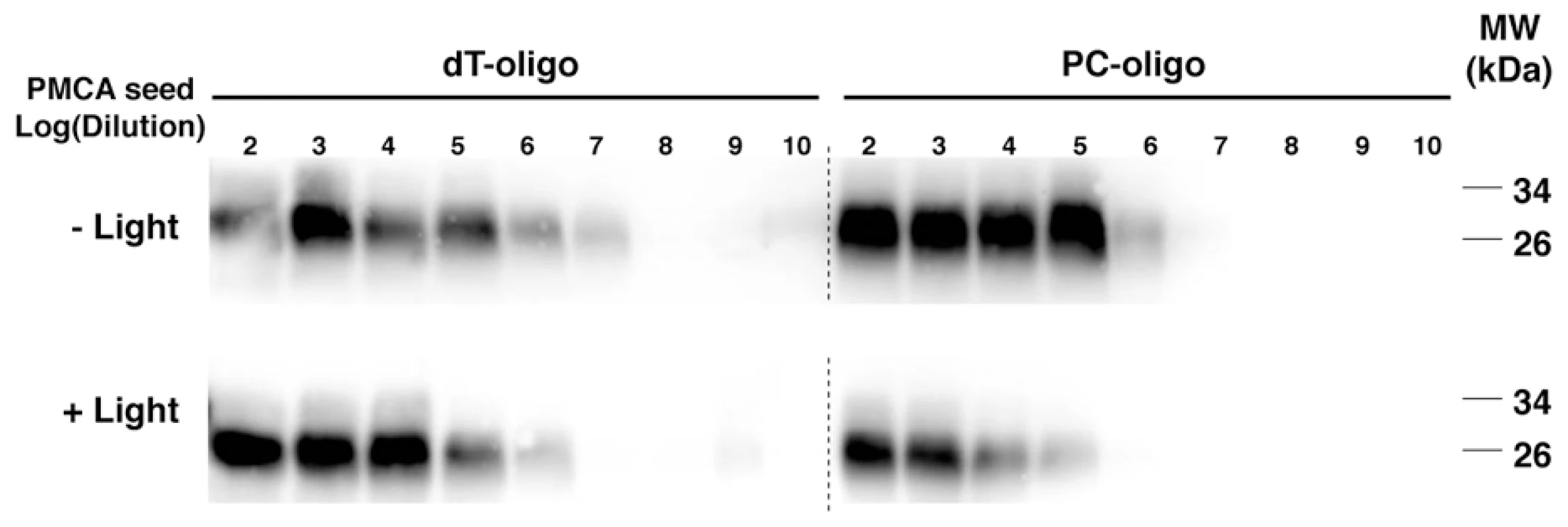 Western blot showing the final samples from 3 round sPMCA reactions.