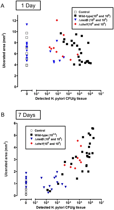 Relationship between ulcer size and <i>H. pylori</i> abundance.