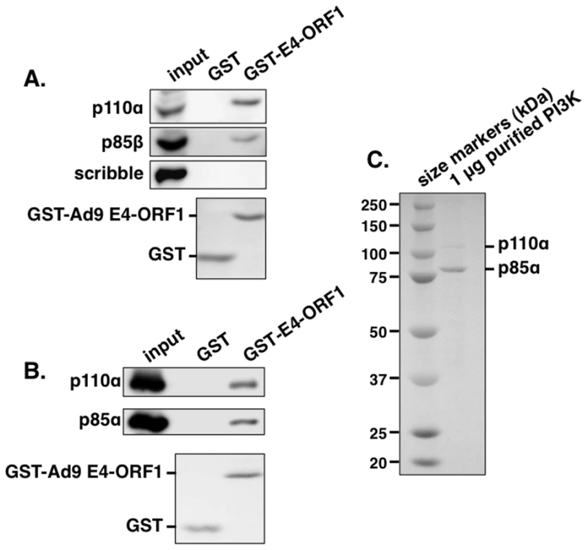 The GST-E4-ORF1 fusion protein binds specifically and directly to the functional PI3K p85:p110 heterodimer in an <i>in vitro</i> pulldown assay.