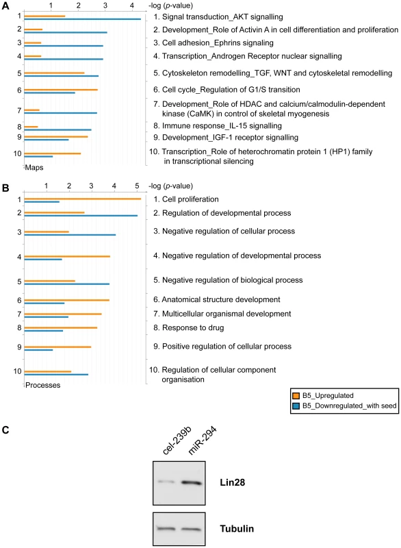 Functional enrichment of genes differentially expressed upon miR-294 transfection.