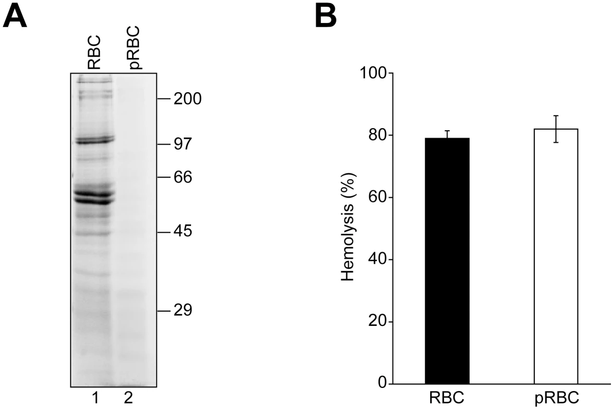 RBC surface proteins are not required for VP4-mediated hemolysis.