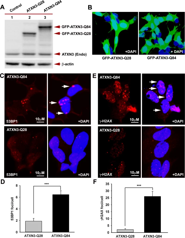 Expression of mutant ATXN3 in cells induces DNA strand breaks.