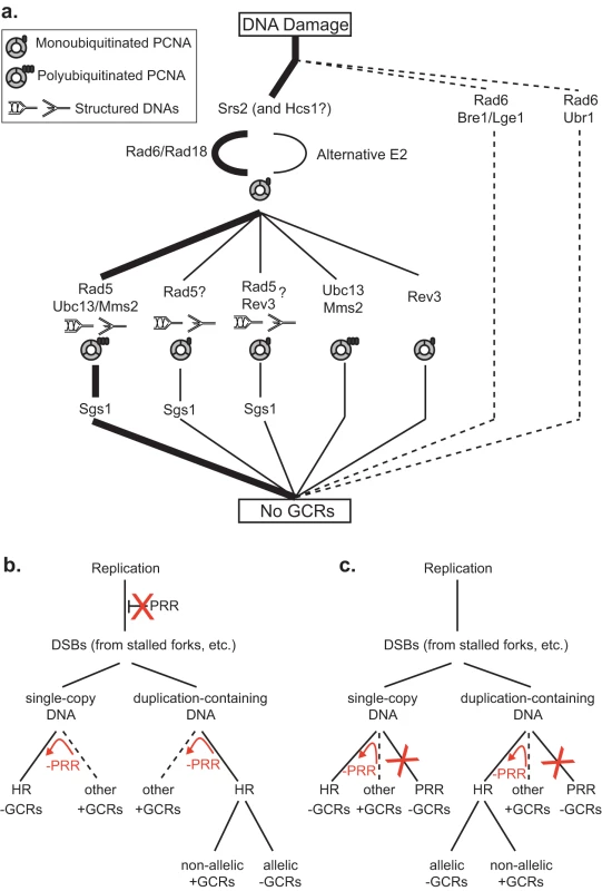 Models for the suppression of duplication-mediated GCRs by PRR.