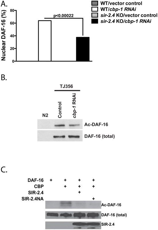 SIR-2.4 inhibits CBP1-mediated DAF-16 acetylation.