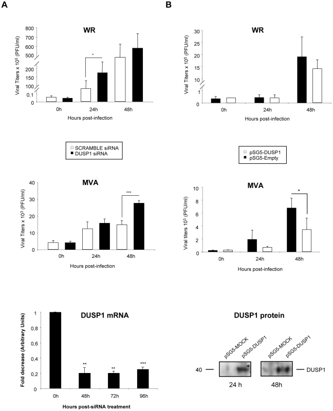 The increased VACV replication in cultured cells is DUSP1 specific.