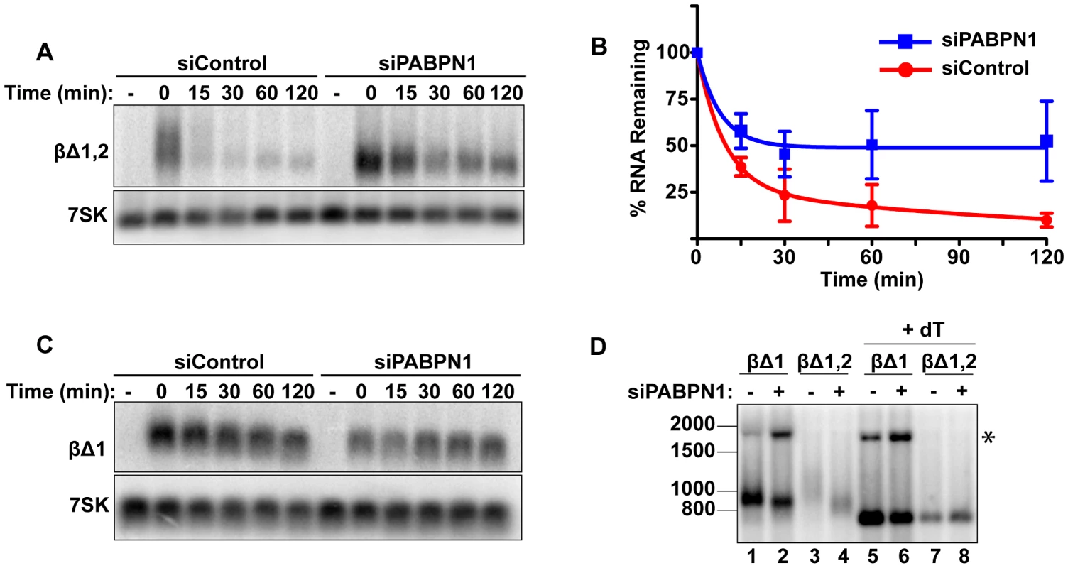 Rapid degradation of intronless β-globin requires PABPN1.