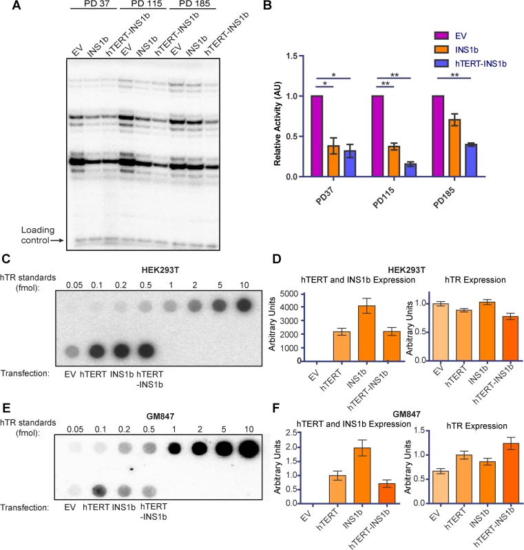 INS1b binds hTR and results in reduced telomerase activity.