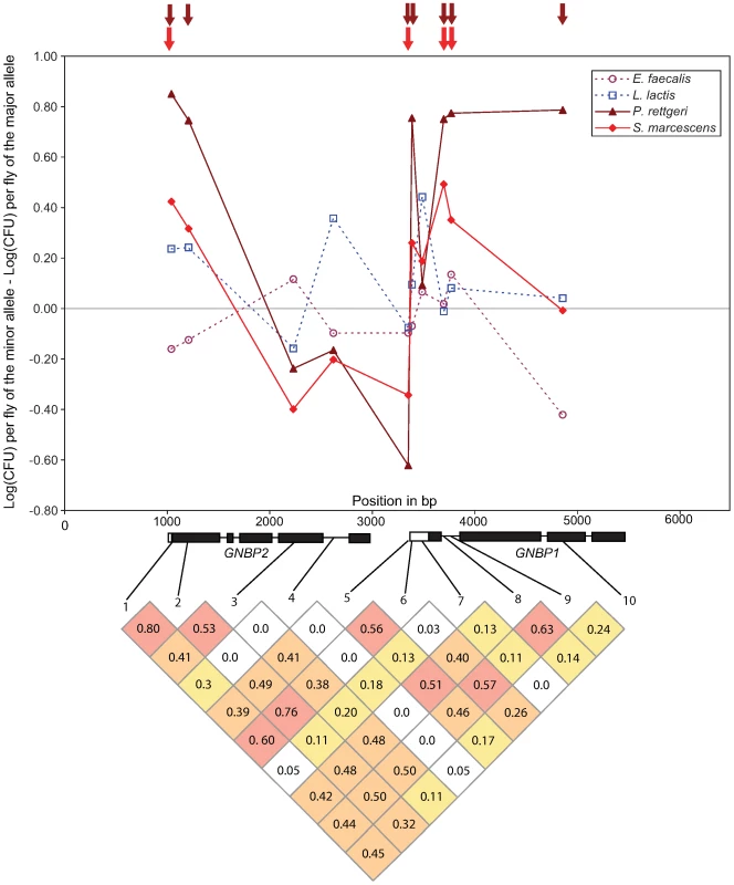 Genotype-phenotype associations at the <i>GNBP</i> locus in chromosomal band 75D.