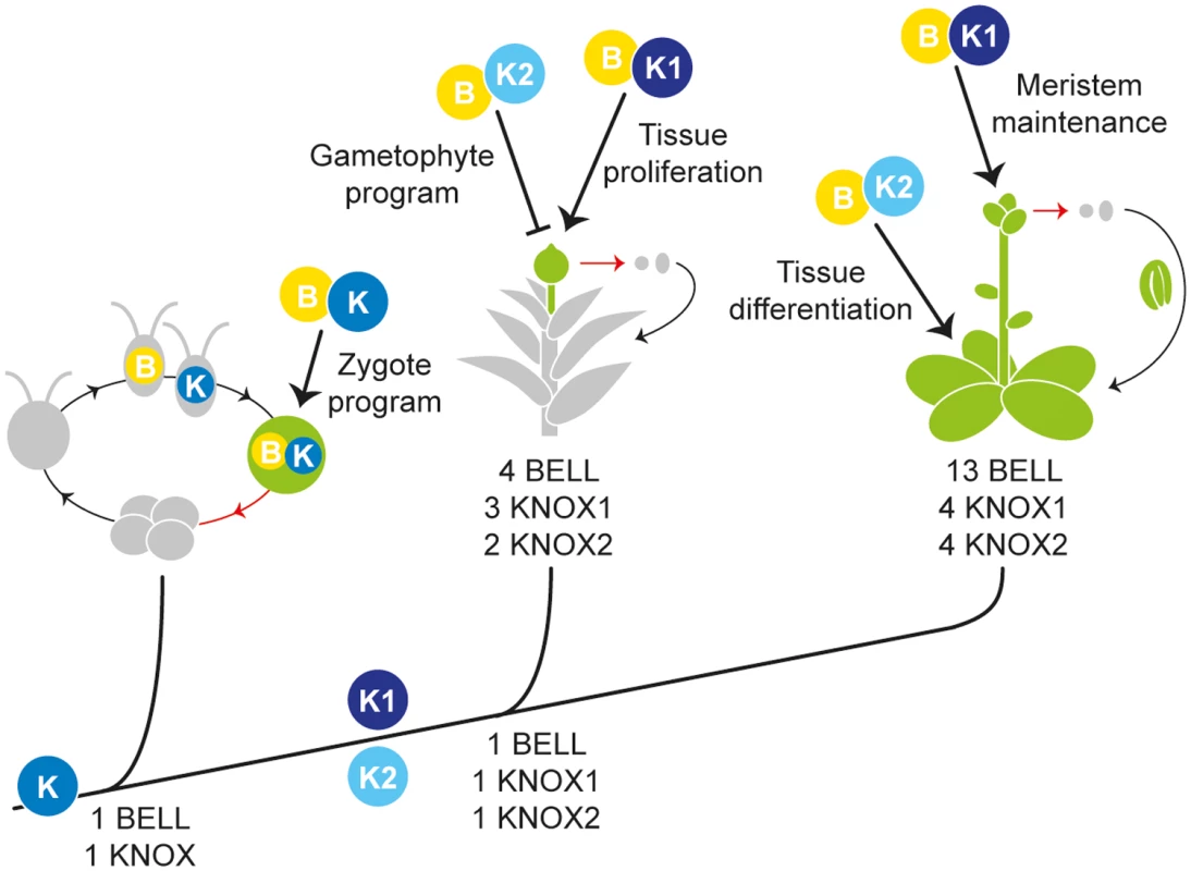 Proposed KNOX functions during land plant evolution.