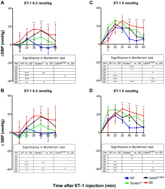 Mice with combined CathA/Scpep1 deficiency show higher increase in BP in response to systemic injection of ET-1.
