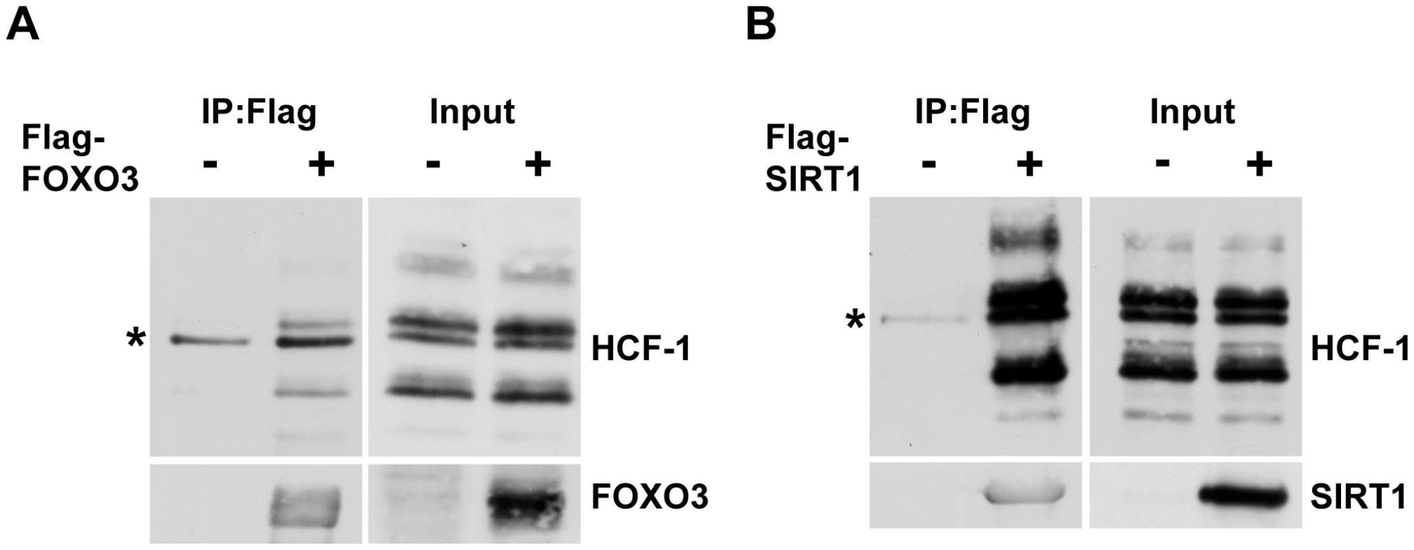 Mammalian HCF-1 physically associates with FOXO3 and SIRT1.