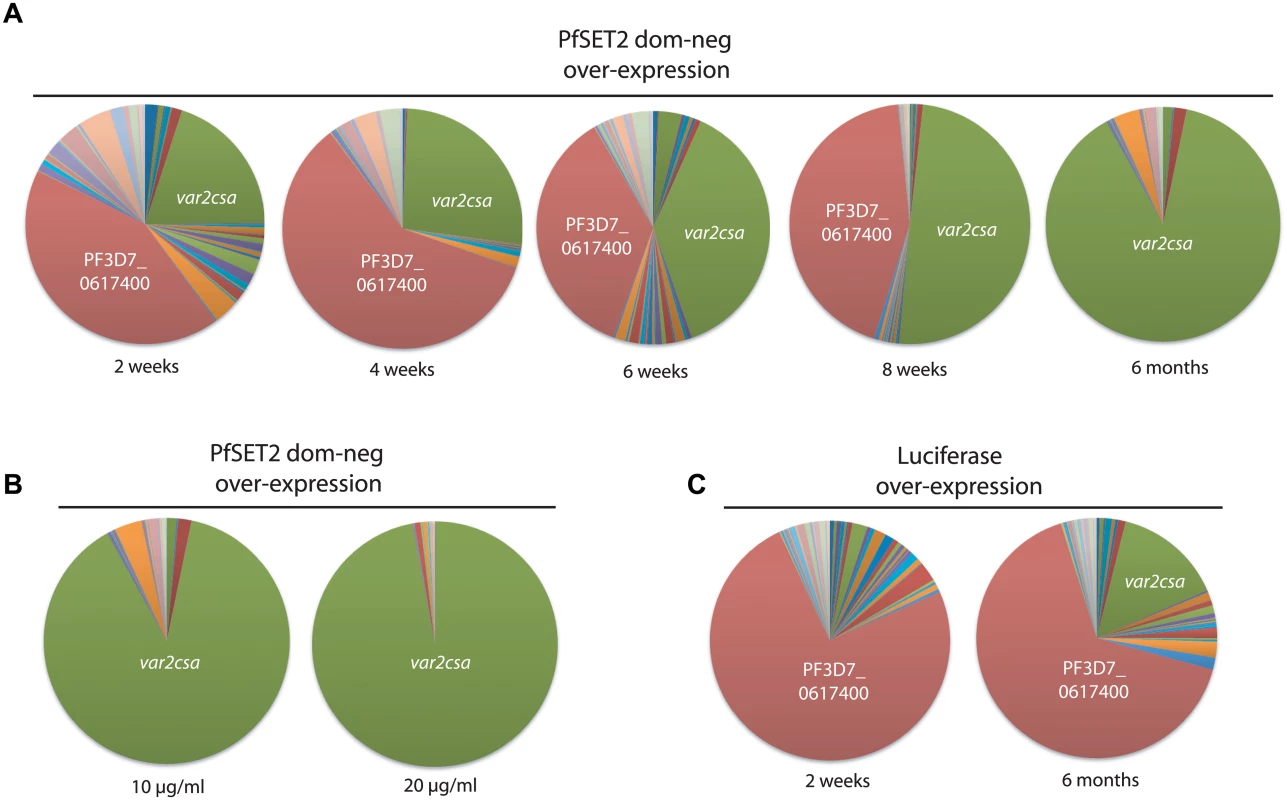 Dynamics of <i>var2csa</i> activation in response to PfSET2 dom-neg over-expression.