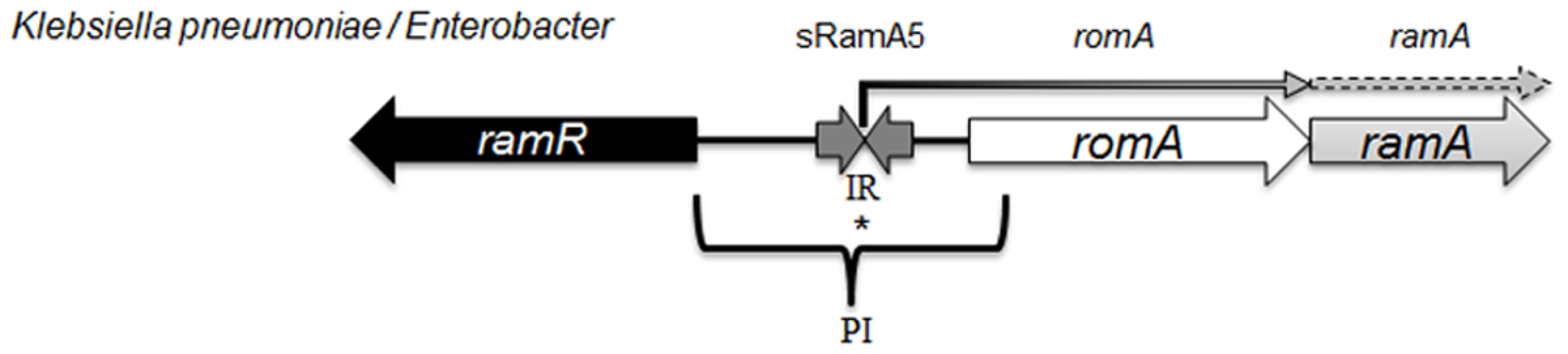 Organisation of the <i>ram</i> locus in <i>Klebsiella pneumoniae / Enterobacter</i> spp.