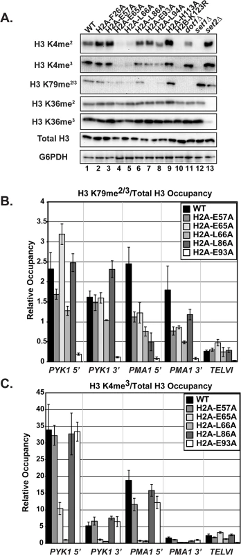 The H2A substitutions differentially affect H3 methylation.
