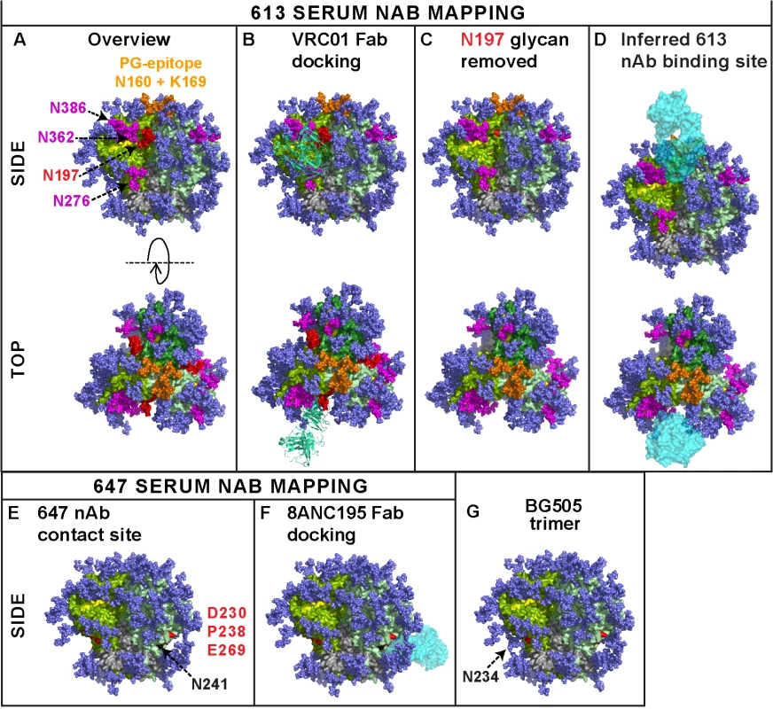 Modeling the epitope footprints of neutralizing sera 613 and 647.