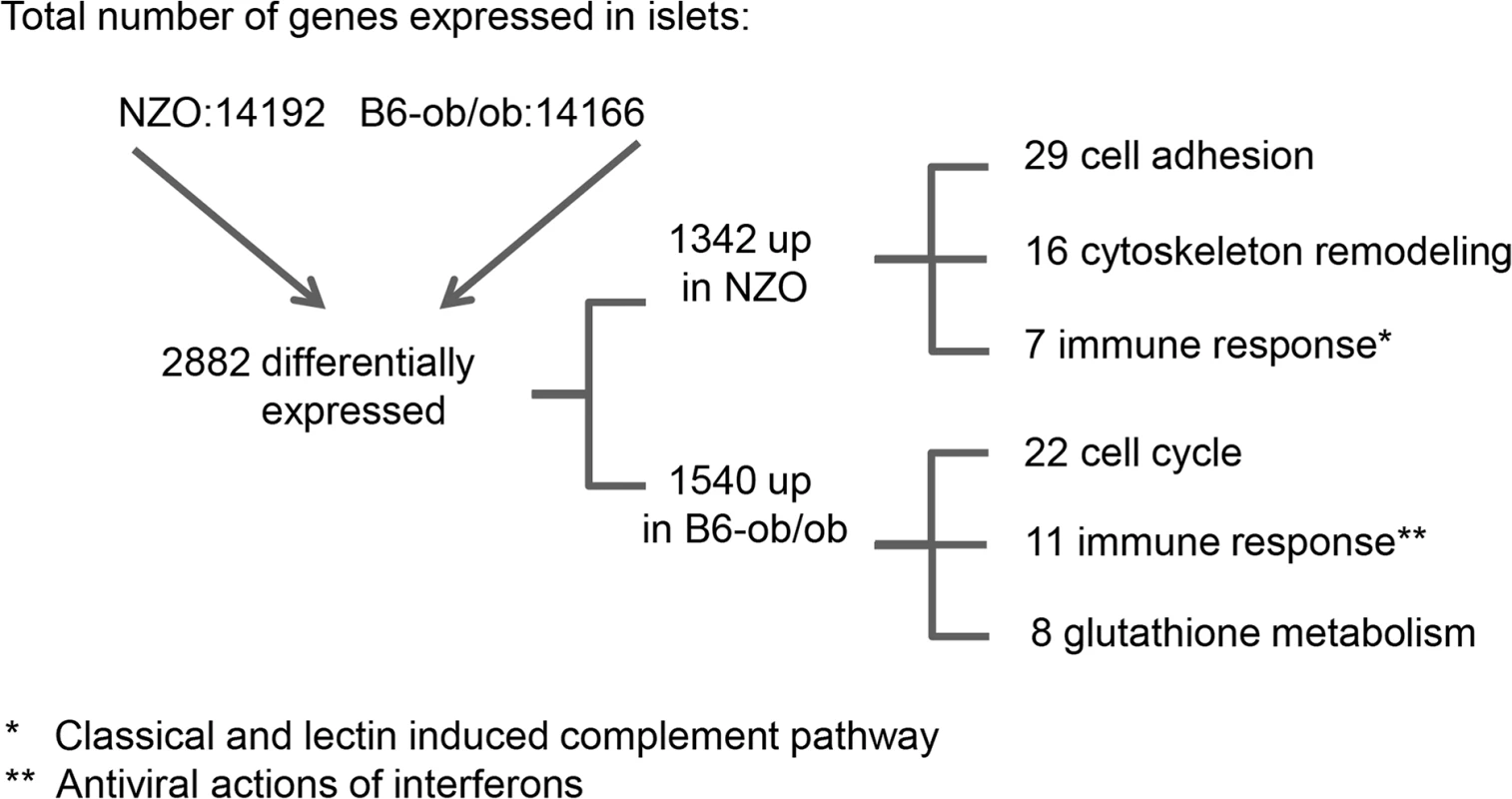 Beta-cell failure in NZO mice is associated with a modulation of cell adhesion whereas B6-ob/ob mice are protected against diabetes due to an induction of beta-cell cycle.