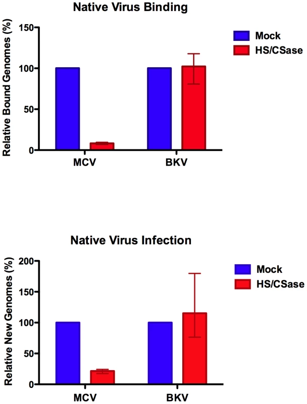 Native MCV binding and infection of cells treated with heparinase and chondroitinase.