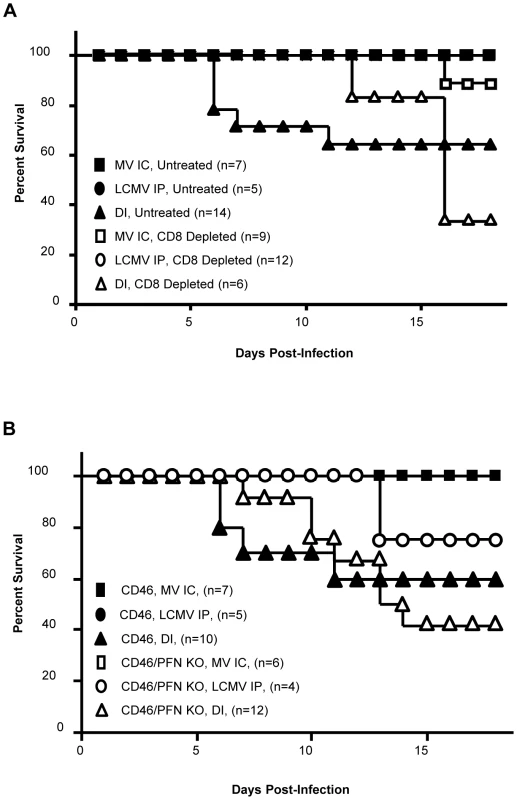 Pathogenesis in co-infected mice is CD8<sup>+</sup> T cell dependent and perforin independent.