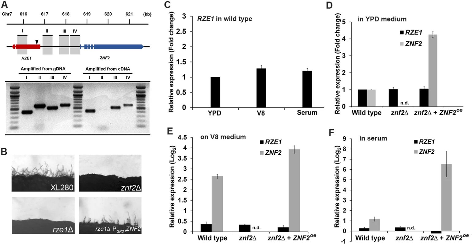 <i>RZE1</i> is an independent gene and it functions upstream of <i>ZNF</i>.