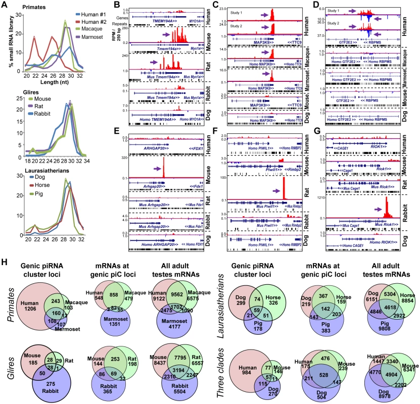 Rapid evolution of genic piC loci piRNA expression in mammals.