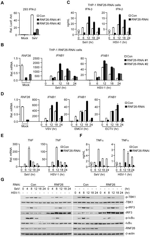 RNF26 modulates virus-triggered induction of type I IFNs.