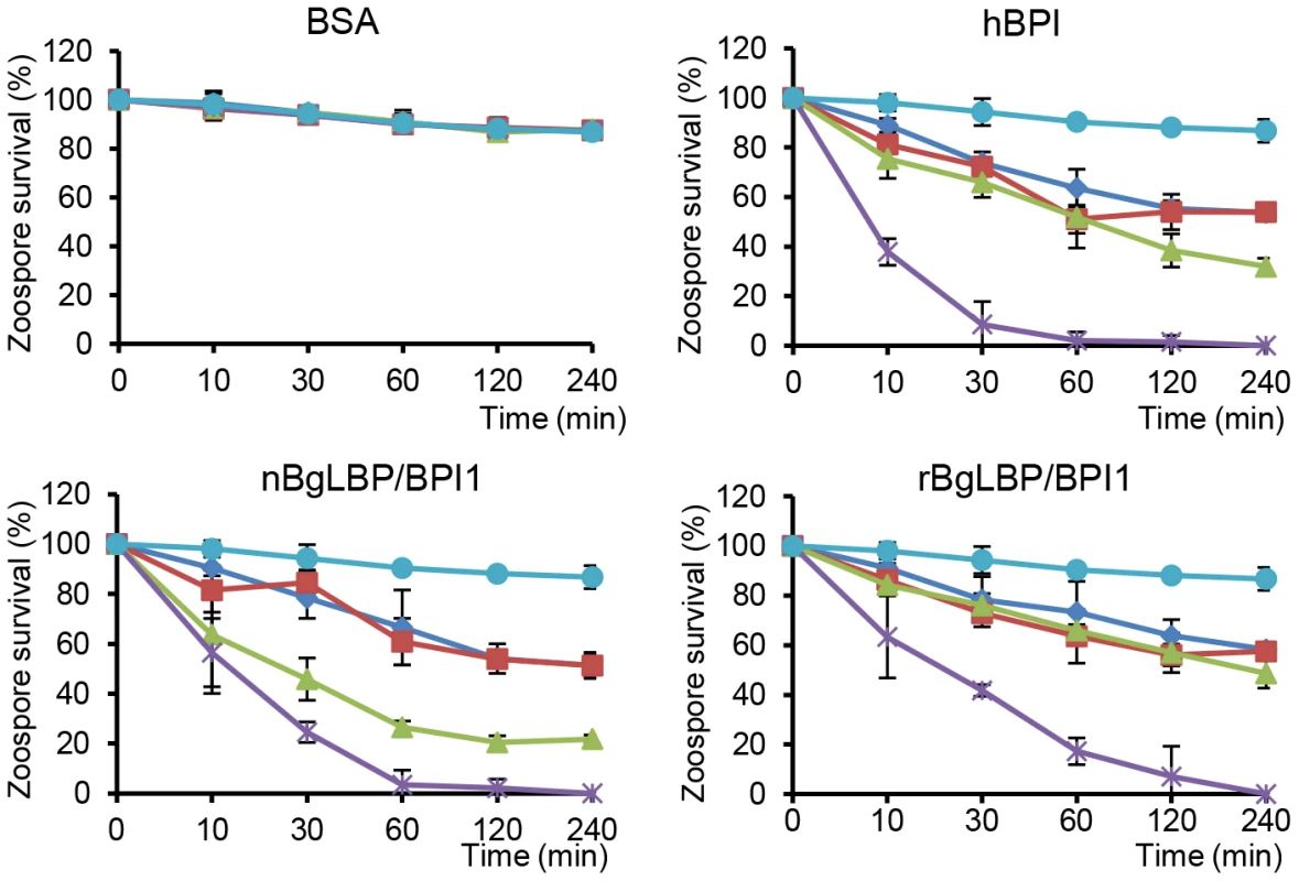 BgLBP/BPI1s and hBPI display anti-oomycete activity against <i>P. parasitica</i> zoospores.