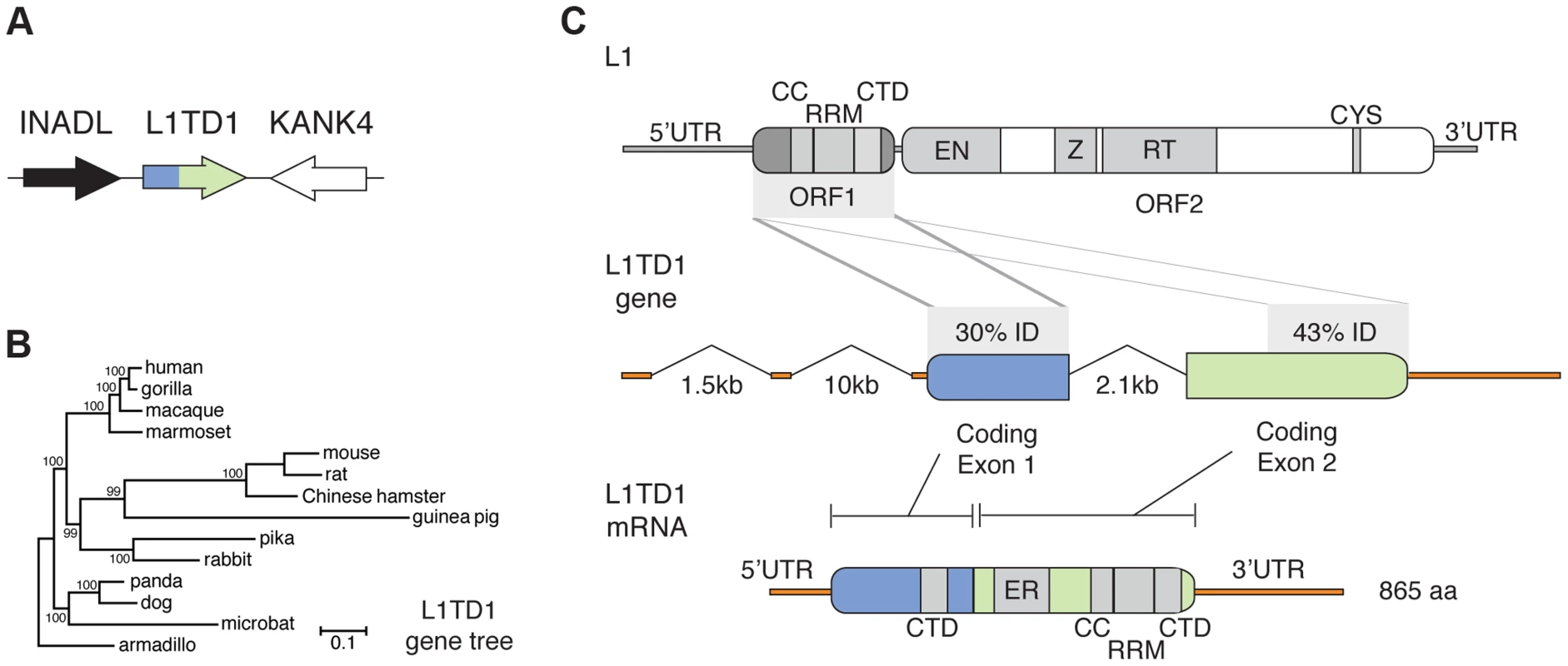 The mammalian <i>L1TD1</i> gene was born from a tandem insertion of L1 ORF1.