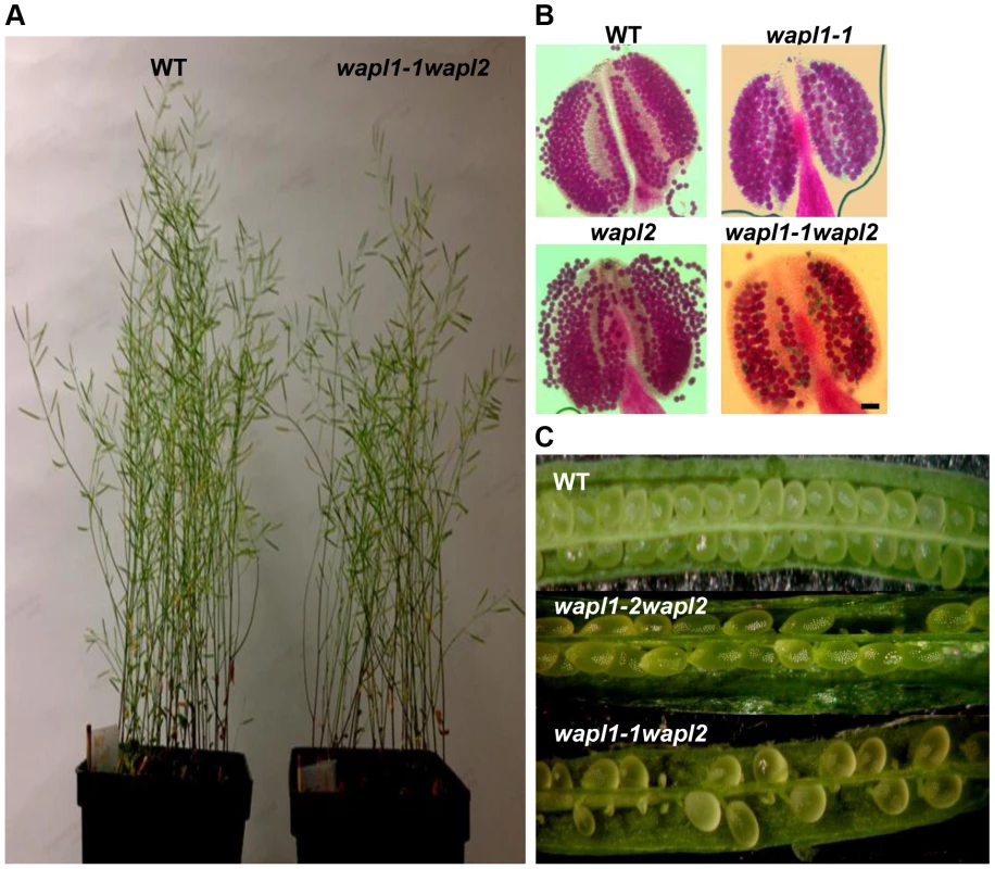 <i>Atwapl1-1wapl2</i> plants exhibit reduced fertility.