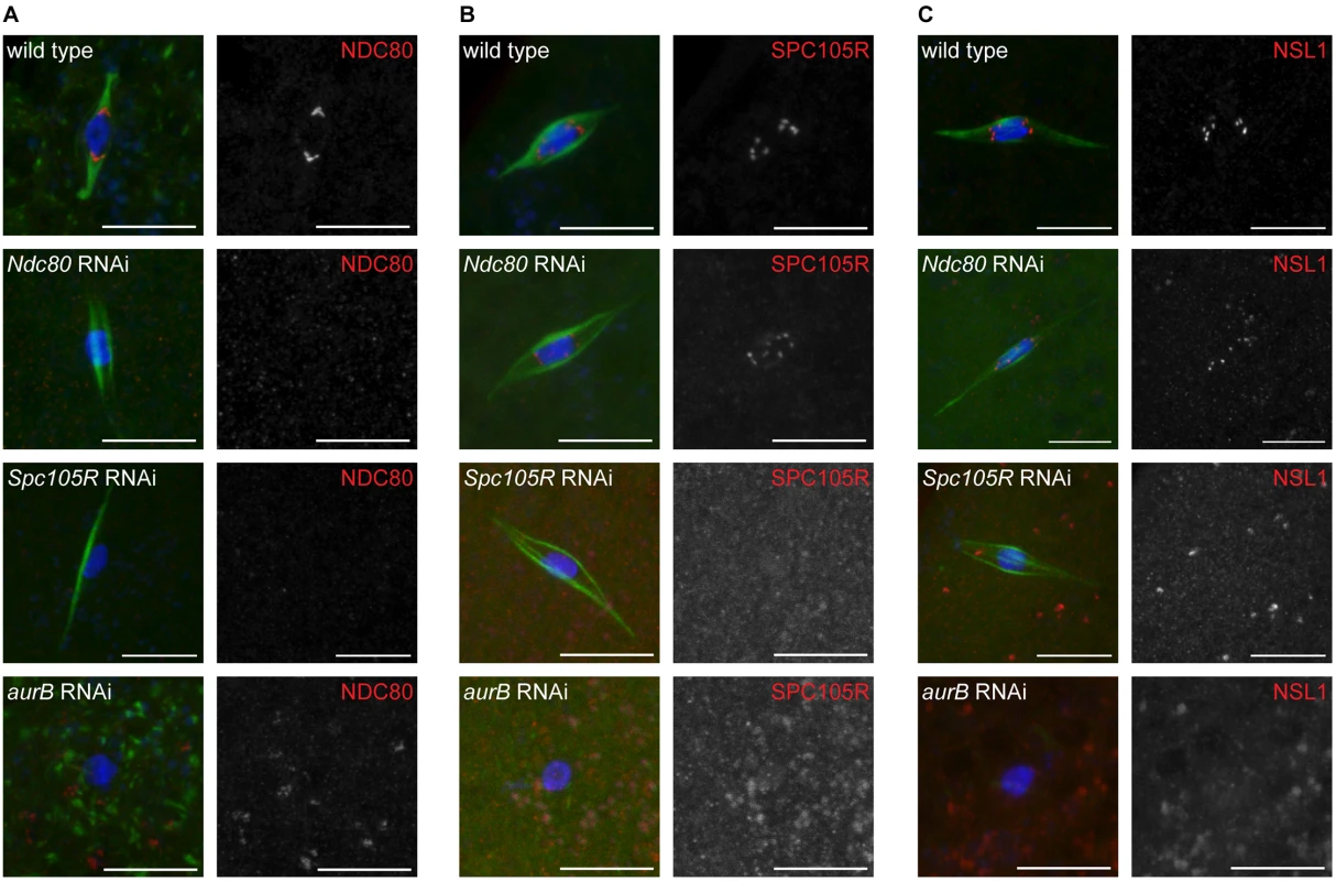 Loss of SPC105R or the CPC disrupts kinetochore assembly in oocytes.