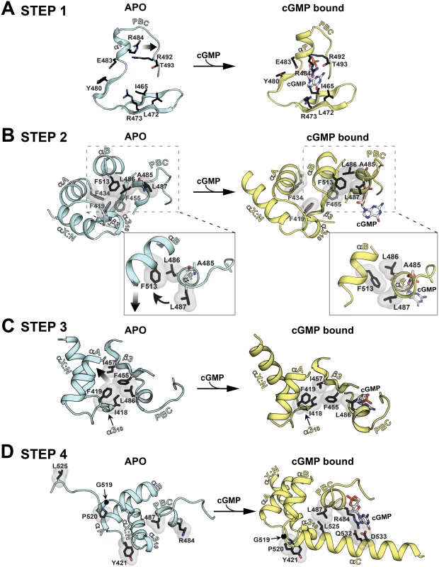 Conformational changes upon cGMP binding.