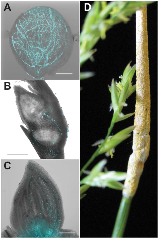 Symbiosis of meadow fescue with <i>Epichloë festucae</i>, a heritable symbiont.