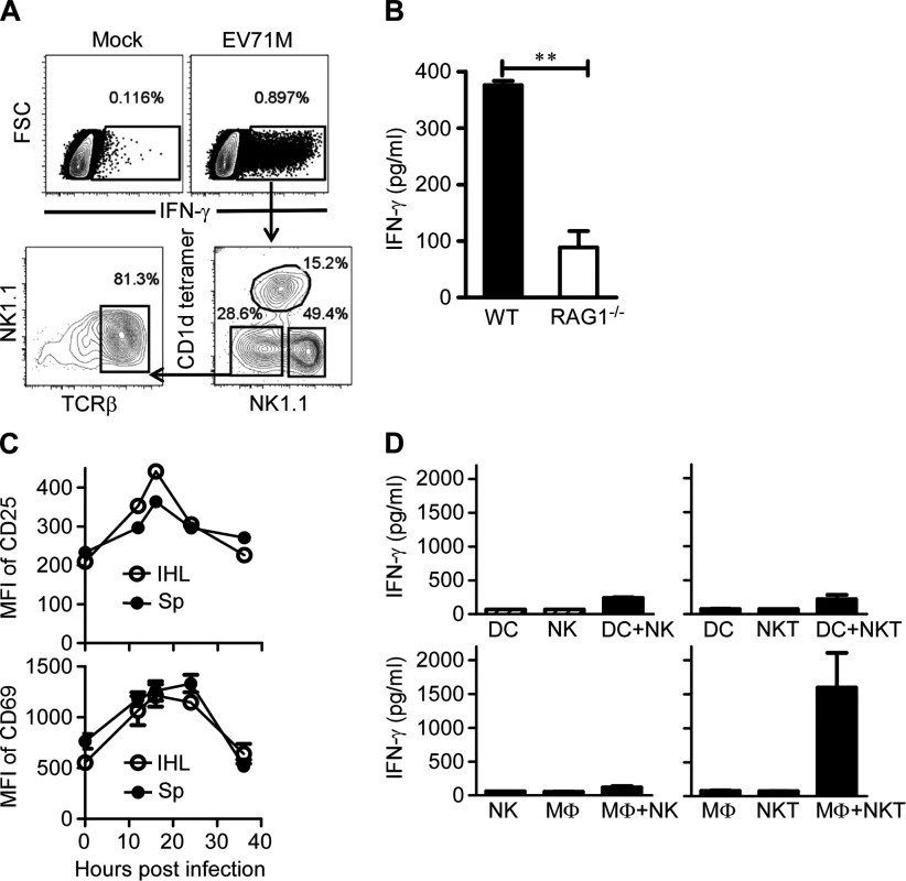 EV71 infection activates iNKT cells through triggering macrophages.