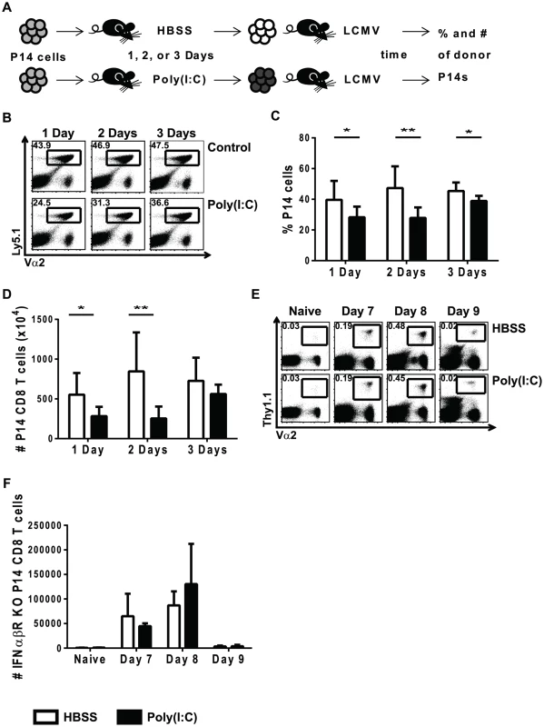 Poly(I∶C)-induced impaired proliferation is transient and requires direct effects of type 1 IFN.