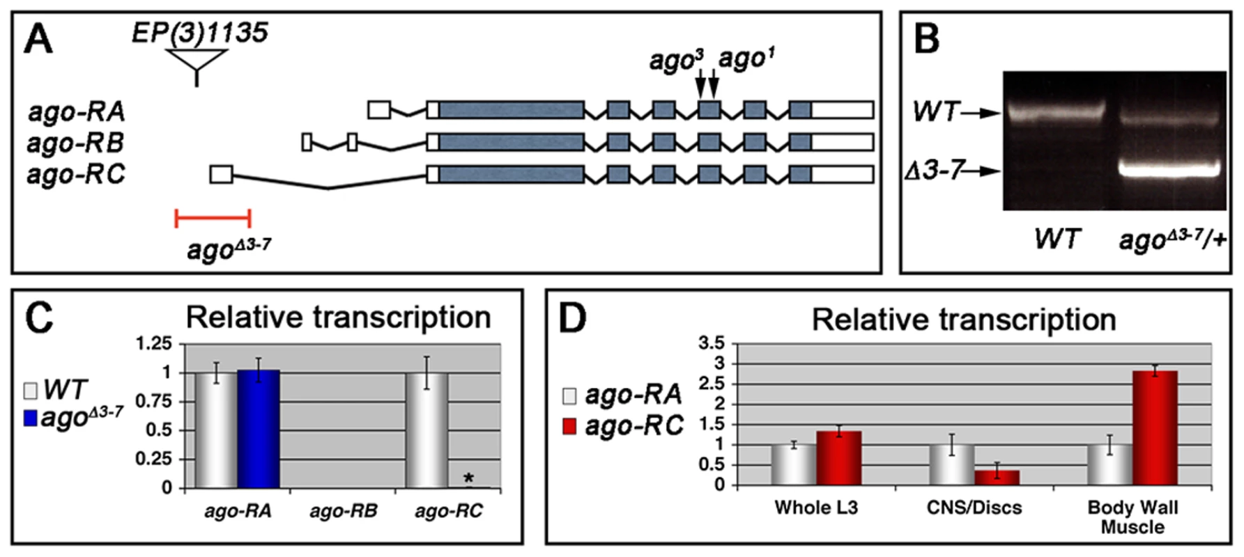 The <i>ago</i><sup>Δ<i>3–7</i></sup> allele specifically deletes the <i>ago-RC</i> transcript, which is enriched in body wall muscle cells.