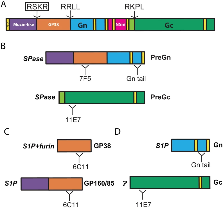 CCHFV M segment polyprotein processing.
