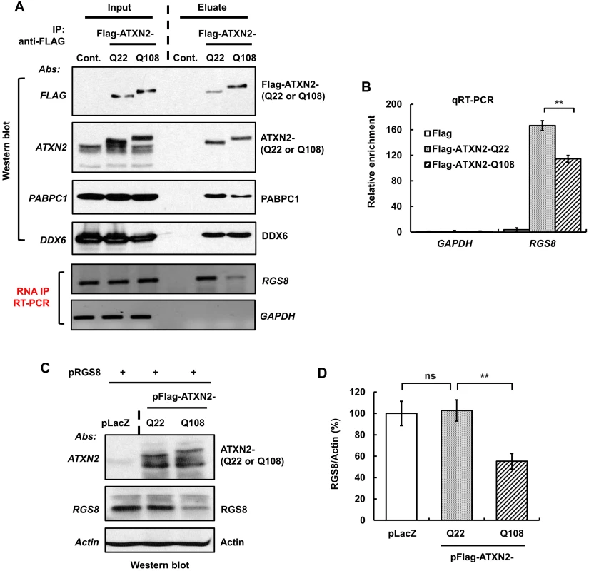 ATXN2 immunoprecipitates <i>RGS8</i> mRNA and regulates RGS8 steady state levels <i>in vitro</i>.